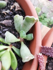 Adromischus cristatus
