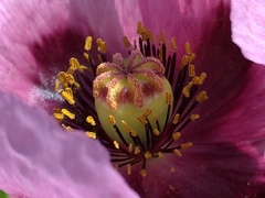 Papaver somniferum setigerum