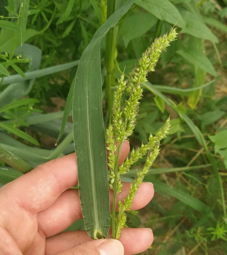 barnyardgrass