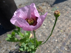Papaver somniferum setigerum