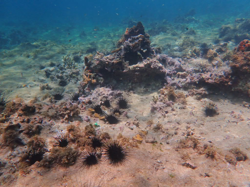 Atlantic Long-spined Sea Urchin, Hams Bluff Rd, United States Virgin Islands, US, photo 6 of 10