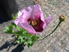 Papaver somniferum setigerum