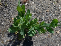 Papaver somniferum setigerum