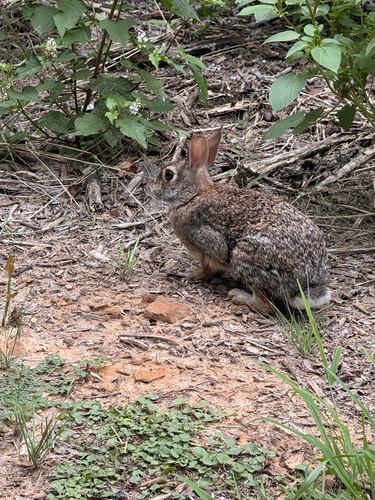 Featured image for “Cottontail Rabbits”