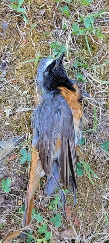 Common Redstart