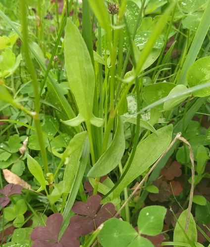 Sheep's sorrel