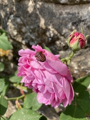 Graphosoma italicum italicum