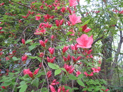 Rhododendron kaempferi