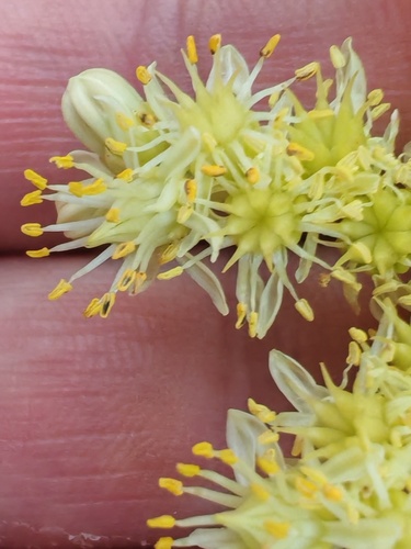 Pale Stonecrop