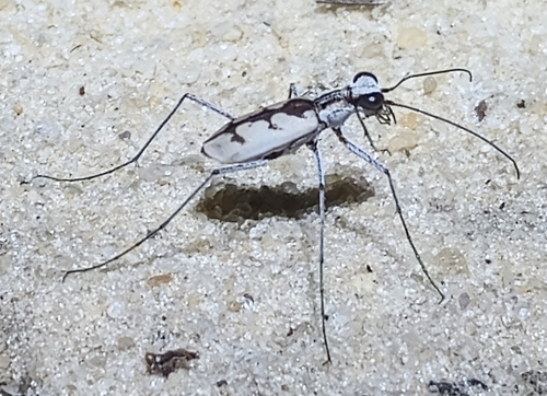 Whitish Tiger Beetle photo 5
