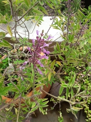 Syncolostemon petiolatus