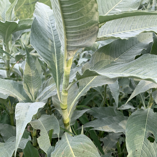 Senegalese Knotgrass