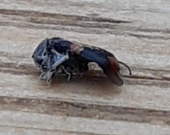 Anthocomus fasciatus