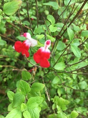 Salvia microphylla microphylla