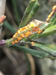 Coleosporium senecionis