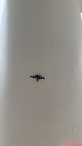 Seven-spotted Handmaiden Moth