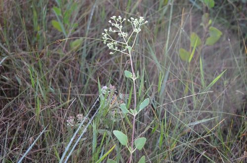 Semaphore thoroughwort (Eupatorium mikanioides)