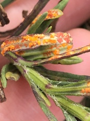 Coleosporium senecionis