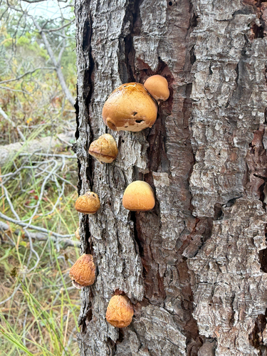 iNaturalist observation photo of Veiled Polypore