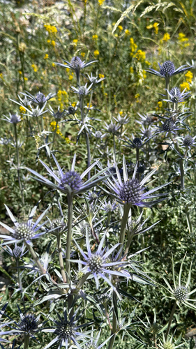 Pyrenean Eryngo