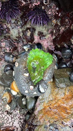 iNaturalist observation photo of Sunburst Anemone