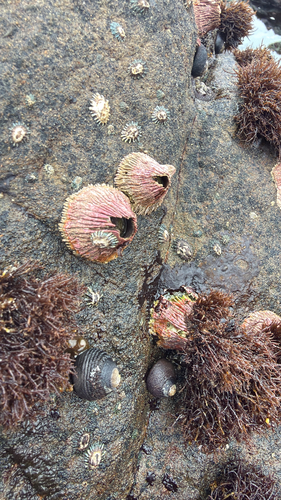 iNaturalist observation photo of Pink Volcano Barnacle