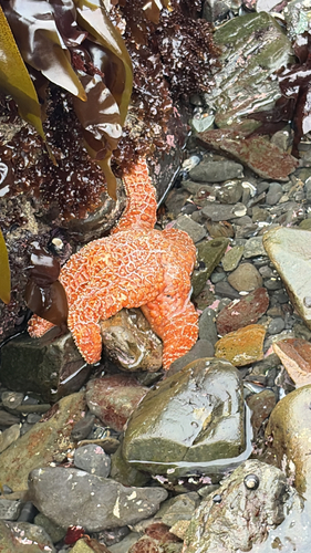 iNaturalist observation photo of Ochre Sea Star