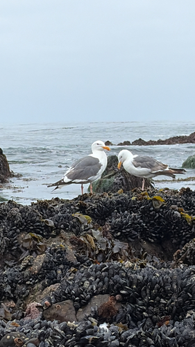 iNaturalist observation photo of Western Gull