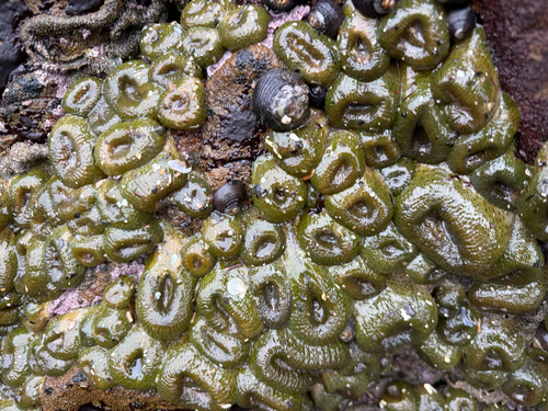 iNaturalist observation photo of Aggregating Anemone