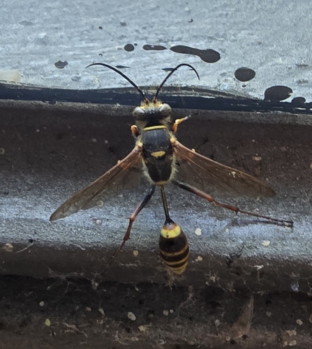 Asian Mud-dauber Wasp