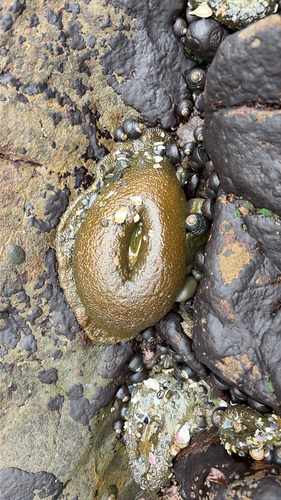iNaturalist observation photo of Giant Green Anemone