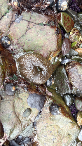 iNaturalist observation photo of Giant Green Anemone