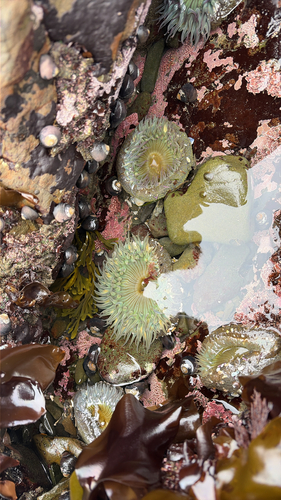 iNaturalist observation photo of Sunburst Anemone