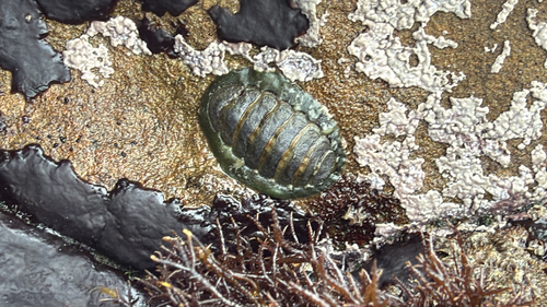 iNaturalist observation photo of Hartweg's Chiton