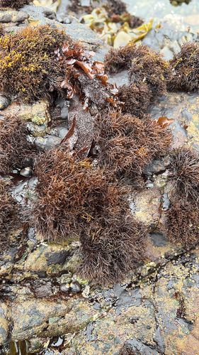 iNaturalist observation photo of Scouring-pad alga
