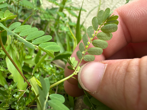 Phyllanthus amarus, photograph 6
