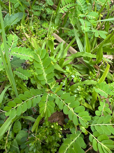 Phyllanthus amarus, photograph 5
