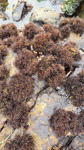 iNaturalist observation photo of Scouring-pad alga