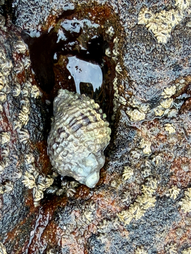 iNaturalist observation photo of Circled Rocksnail