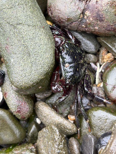 iNaturalist observation photo of Striped Shore Crab