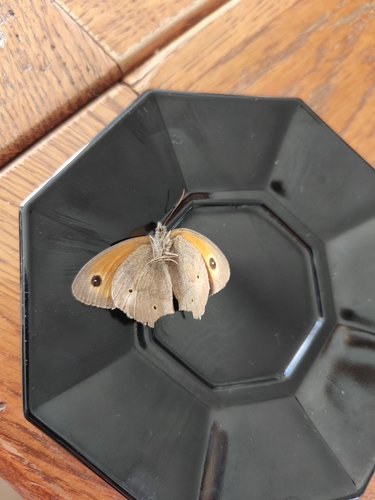 Meadow Brown