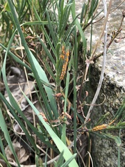 Coleosporium senecionis