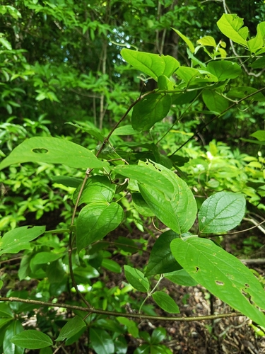 Celtis iguanaea, photograph 1
