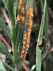 Coleosporium senecionis