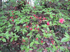 Rhododendron kaempferi