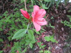 Rhododendron kaempferi