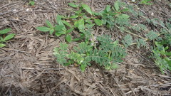 Indigofera microcarpa