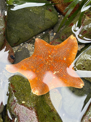 iNaturalist observation photo of Bat Star