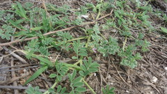 Indigofera microcarpa