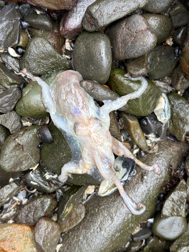 iNaturalist observation photo of East Pacific Red Octopus
